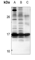 1 - Anti-BIM Antibody AP59787