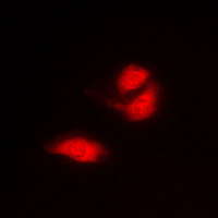 3 - Anti-G3BP1 Antibody AP59790