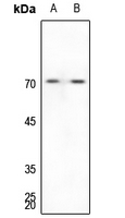 1 - Anti-G3BP1 Antibody AP59790