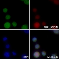 3 - Anti-AASS Antibody AP59791