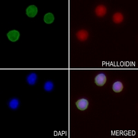 3 - Anti-KCNMB2 Antibody AP59792