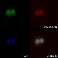 3 - Anti-BCAS2 Antibody AP59793