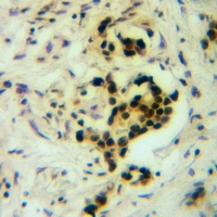 19 - Anti-BCAS2 Antibody AP59793
