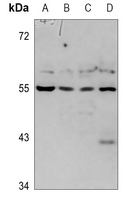 1 - Anti-CD172b Antibody AP59795