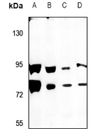 1 - Anti-SCML2 Antibody AP59796