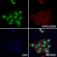 3 - Anti-NXF1 Antibody AP59798