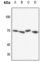 1 - Anti-NXF1 Antibody AP59798