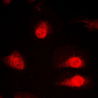 3 - Anti-hnRNP Q Antibody AP59799