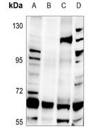 1 - Anti-hnRNP Q Antibody AP59799