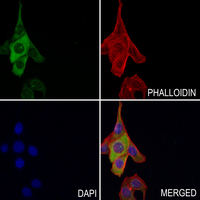 3 - Anti-TXNRD2 Antibody AP59800