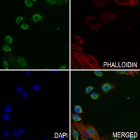 3 - Anti-AHA1 Antibody AP59801