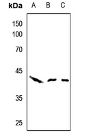 1 - Anti-AHA1 Antibody AP59801