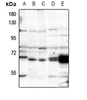 1 - Anti-POLR3C Antibody AP59802