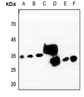 1 - Anti-Tetraspanin 9 Antibody AP59803