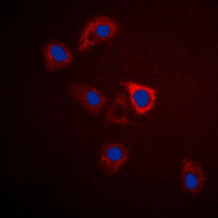 3 - Anti-GPR75 Antibody AP59805
