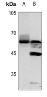 1 - Anti-GPR75 Antibody AP59805