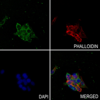 3 - Anti-RAB35 Antibody AP59806