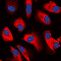 3 - Anti-CDC37 Antibody AP59807