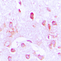 19 - Anti-CDC37 Antibody AP59807