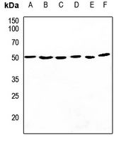 1 - Anti-CDC37 Antibody AP59807