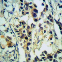 19 - Anti-MRPL3 Antibody AP59808