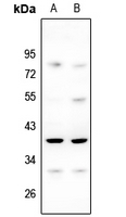 1 - Anti-MRPL3 Antibody AP59808
