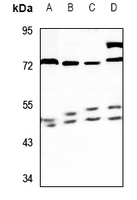1 - Anti-RASSF8 Antibody AP59809