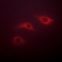 3 - Anti-PRAF2 Antibody AP59810
