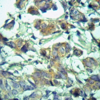 19 - Anti-PRAF2 Antibody AP59810
