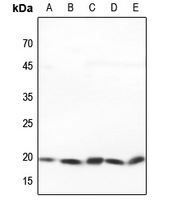 1 - Anti-PRAF2 Antibody AP59810