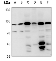 1 - Anti-FASTKD2 Antibody AP59811