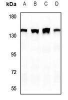 1 - Anti-SHANK2 Antibody AP59812