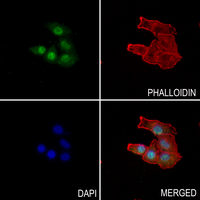 3 - Anti-ZC3H13 Antibody AP59814
