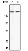1 - Anti-ZC3H13 Antibody AP59814