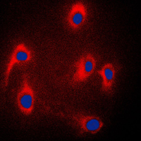 3 - Anti-JIP3 Antibody AP59816