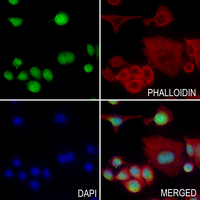 3 - Anti-SAP130 Antibody AP59818