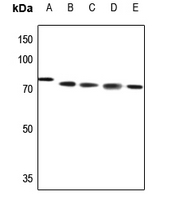 1 - Anti-ABCB10 Antibody AP59819