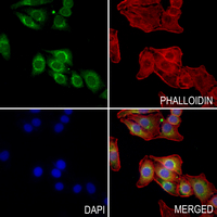 3 - Anti-RAB38 Antibody AP59821