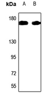 1 - Anti-KIF4A Antibody AP59823