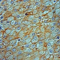 19 - Anti-SHCB Antibody AP59824