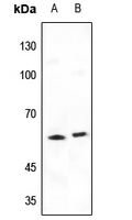 1 - Anti-SHCB Antibody AP59824
