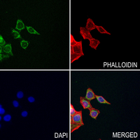 3 - Anti-RAB26 Antibody AP59825