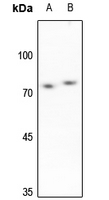 1 - Anti-SENP3 Antibody AP59827
