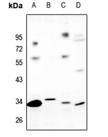 1 - Anti-GPR82 Antibody AP59831