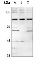 1 - Anti-MGCRACGAP Antibody AP59834