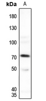 1 - Anti-SENP1 Antibody AP59836