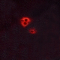 3 - Anti-GPR132 Antibody AP59837