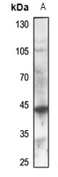 1 - Anti-GPR132 Antibody AP59837