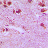 19 - Anti-RPL26L1 Antibody AP59838
