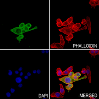3 - Anti-ANAPC Antibody AP59840